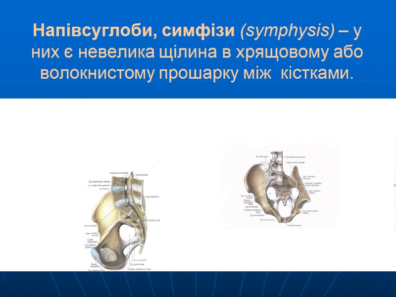 Напівсуглоби, симфізи (symphysis) – у них є невелика щілина в хрящовому або волокнистому прошарку